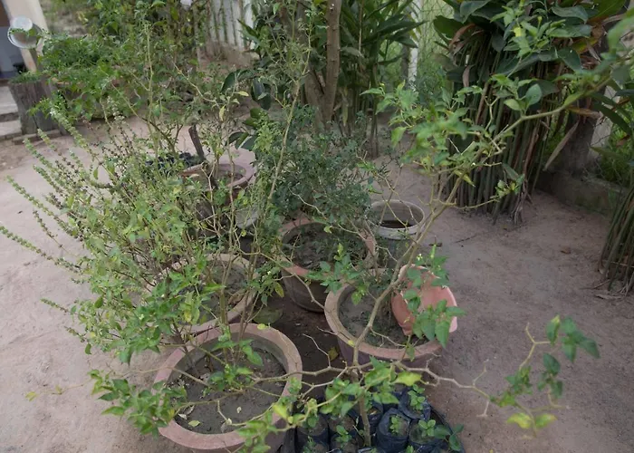 Chansor 10 By Siem Reap Homesteading * Phumi Trach Pok