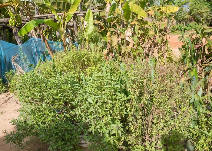 Chansor 10 By Siem Reap Homesteading *