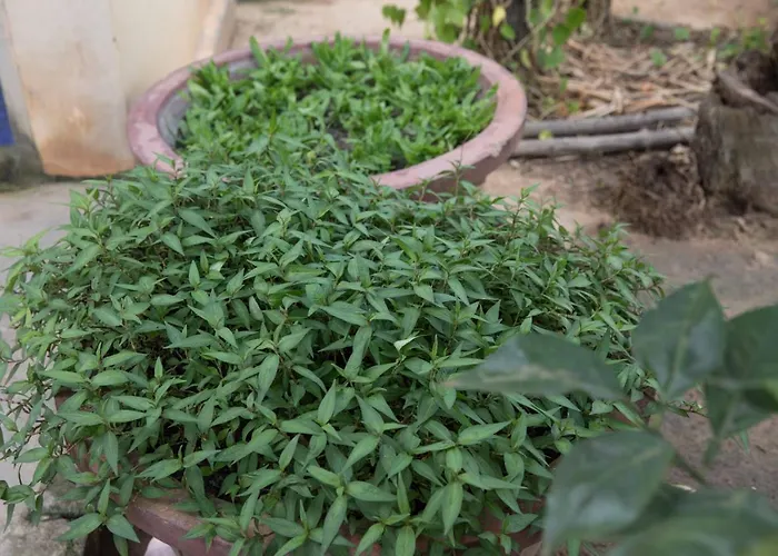 Chansor 10 By Siem Reap Homesteading *