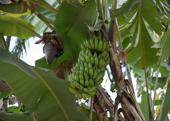 Chansor 10 By Siem Reap Homesteading * Phumi Trach Pok