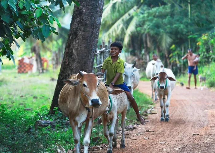 Chansor 10 By Siem Reap Homesteading Phumi Trach Pok